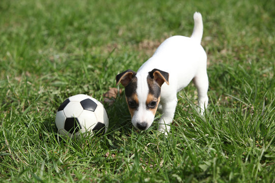 Jack russell terrier puppy playing