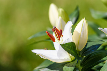 Close up on single, white lily blossom in the garden