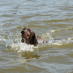 Italian Wire-haired Pointing Dog in the water