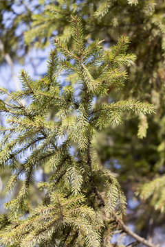 Green spurce