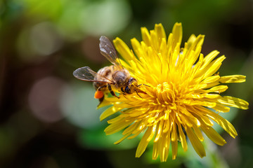Bee on a yellow dandelion  flower collecting pollen and gathering nectar to produce honey in the hive