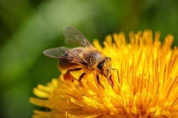 Bee on a yellow dandelion  flower collecting pollen and gathering nectar to produce honey in the...