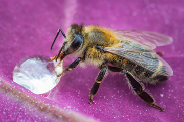 Macro image of a bee on a leaf drinking a honey drop from a hive