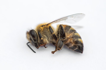 Macro image of a dead bee on a white background from a hive in decline, plagued by the Colony collapse disorder and other diseases