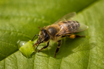 Fototapeta premium Macro image of a bee on a leaf drinking a honey drop from a hive
