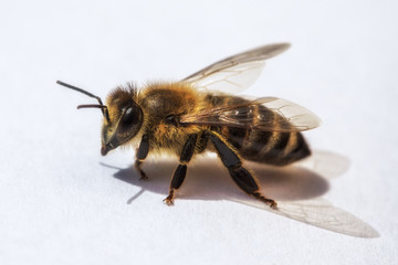 Macro image of a bee from  a hive