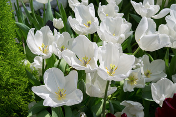 Naklejka na ściany i meble white tulips