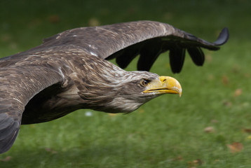 Flug I