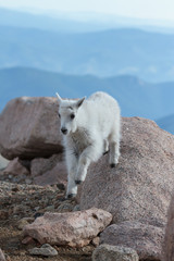 Obraz premium Dzikie kozy górskie w Górach Skalistych w Kolorado