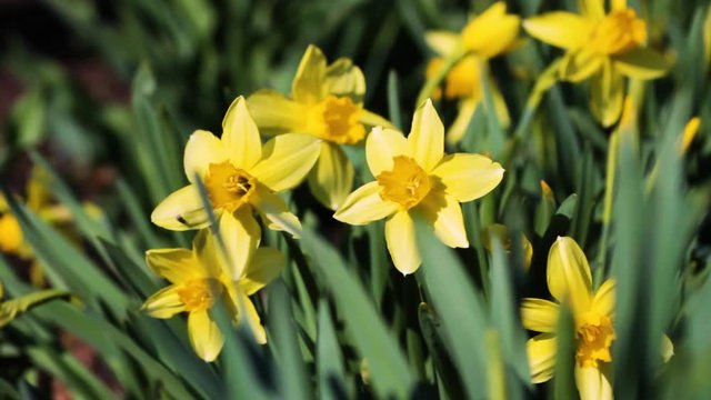 Yellow flowering daffodils rocking in the wind on a green background