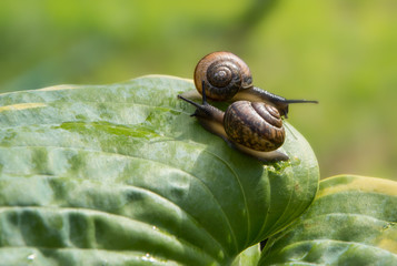 Two garden snails crawl on the sheet hosts in different directions