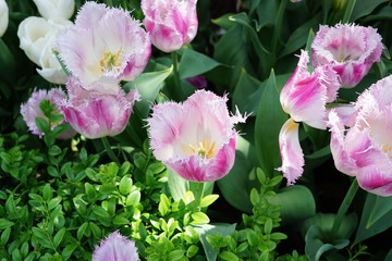 pink fringed tulip, cut edged, jagged edges