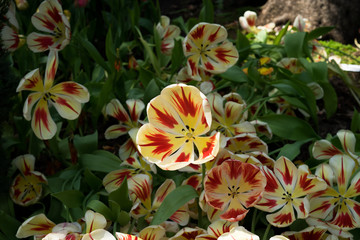 Tulipa, day dream