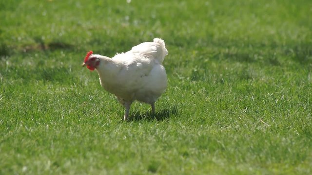 Chicken on the Green Meadow Live hens eat green grass on a meadow