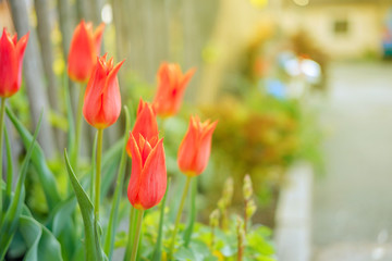 Orange tulips in sunshine.