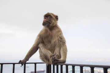 Mono macaco de Gibraltar
