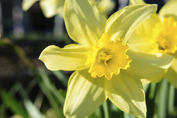 Yellow daffodil flower on a sunny spring day.