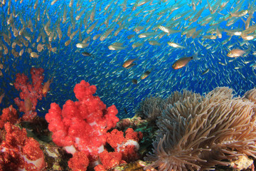 Coral reef and fish underwater