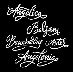 Angelica flower hand written typography. Good use for logotype, symbol, cover label, product, brand, poster title or any graphic design you want. Easy to use or change color
 