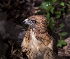 The red-tailed hawk is a bird of prey, one of three species colloquially known in the United States as the chickenhawk, though it rarely preys on standard sized chickens