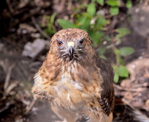 The red-tailed hawk is a bird of prey, one of three species colloquially known in the United States as the chickenhawk, though it rarely preys on standard sized chickens