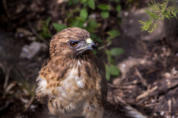 The red-tailed hawk is a bird of prey, one of three species colloquially known in the United States as the chickenhawk, though it rarely preys on standard sized chickens