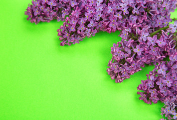 purple lilac on a background of light green paper