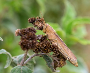 Bright green grasshoppers are found in the grasslands of central Mexico. Here the grasshopper is pictured in a background of wild flowers.