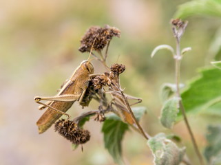 Bright green grasshoppers are found in the grasslands of central Mexico. Here the grasshopper is pictured in a background of wild flowers.
