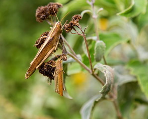 Bright green grasshoppers are found in the grasslands of central Mexico. Here the grasshopper is pictured in a background of wild flowers.