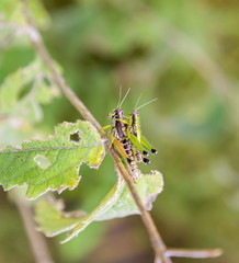 Bright green grasshoppers are found in the grasslands of central Mexico. Here the grasshopper is pictured in a background of wild flowers.