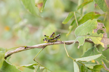 Bright green grasshoppers are found in the grasslands of central Mexico. Here the grasshopper is pictured in a background of wild flowers.