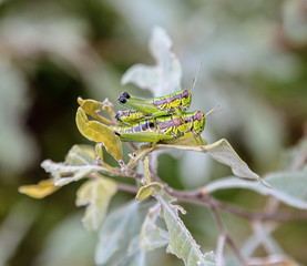 Bright green grasshoppers are found in the grasslands of central Mexico. Here the grasshopper is pictured in a background of wild flowers.