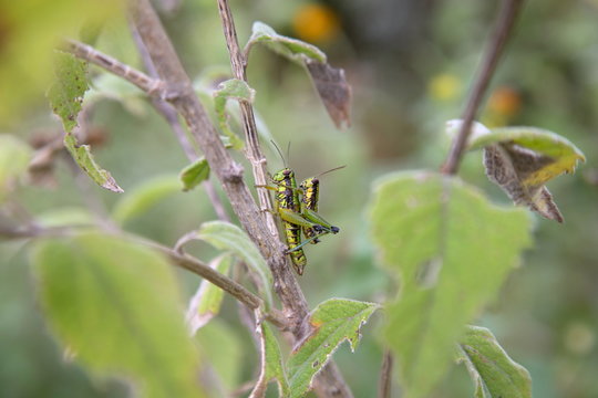 Bright green grasshoppers are found in the grasslands of central Mexico. Here the grasshopper is pictured in a background of wild flowers.