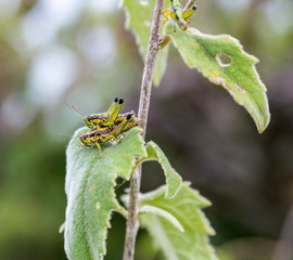 Bright green grasshoppers are found in the grasslands of central Mexico. Here the grasshopper is pictured in a background of wild flowers.