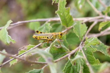 Bright green grasshoppers are found in the grasslands of central Mexico. Here the grasshopper is pictured in a background of wild flowers.