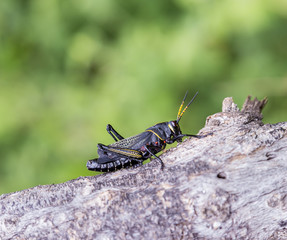 Painted grasshopper or horse lubber grasshoppers, are found in the grasslands of central Mexico. Grasshoppers of Mexico. 