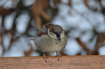 Spatz