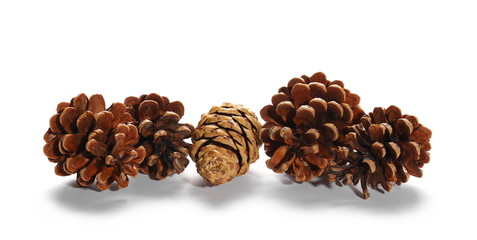 Pine cones isolated on white background
