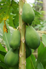 Papaya, Sao Tome und Principe, Afrika