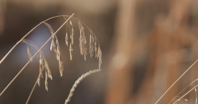 Golden grass blowing in slow motion