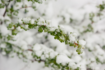 Branch of gooseberries in spring snow. Green leaves and snow.