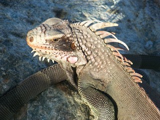 Large Iguana Sunbathing