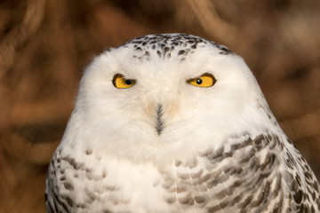 Snowy Owl Portrait