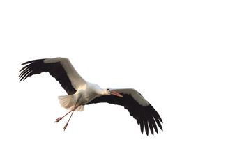 White stork (Ciconia ciconia) with large wings flying isolated on white background - 151291810