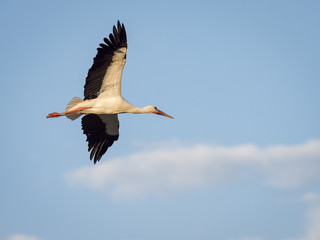 White stork (Ciconia ciconia) flying over the clouds against blue sky