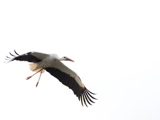 White stork (Ciconia ciconia) with large wings flying isolated on white background © ramoncarretero