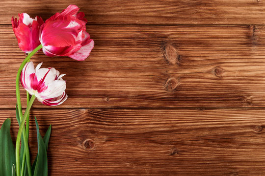 Tulips spring flowers on wooden brown background with text space