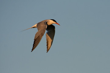 Common tern. Sterna hirundo