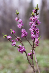 Pink flowers